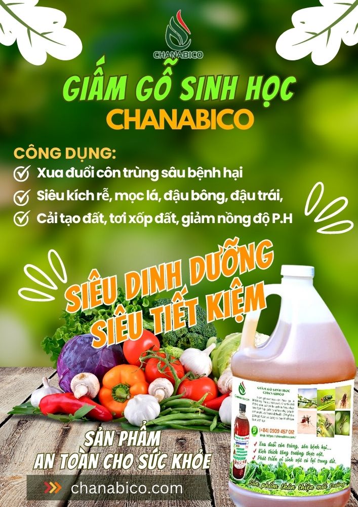 Bio Wood giấm gỗ sinh học Chanabico siêu dinh dưỡng